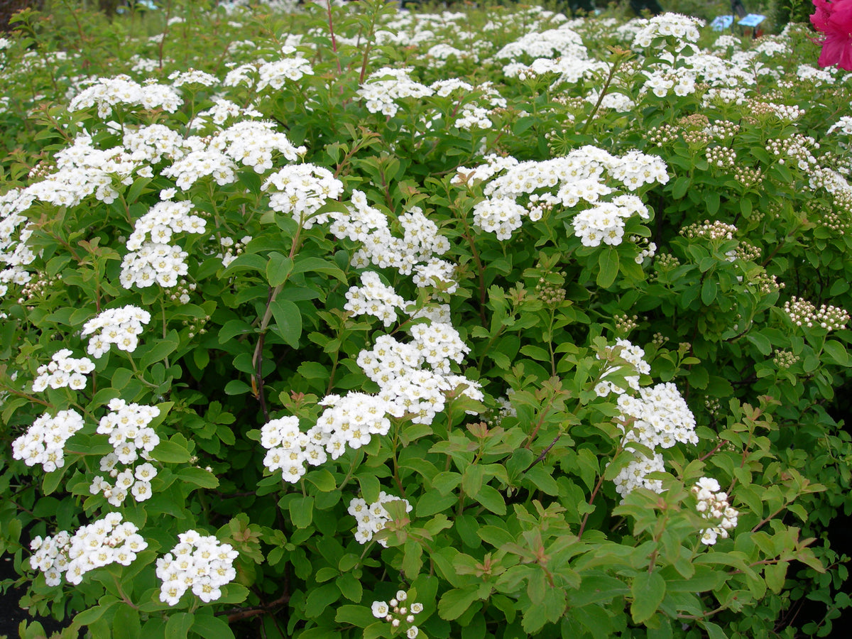 Spiraea nipponica 'Haward's Silver' - Spirée
