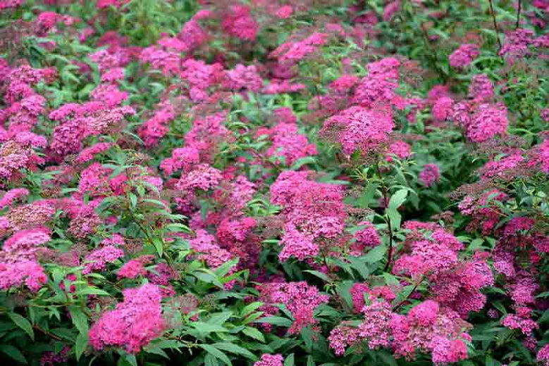 Spiraea Anthony Waterer - Spirée