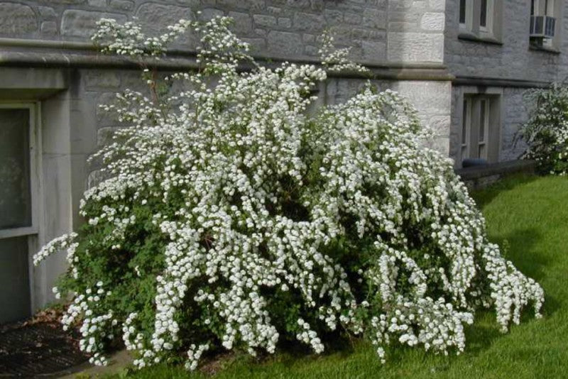 Spiraea vanhouttei