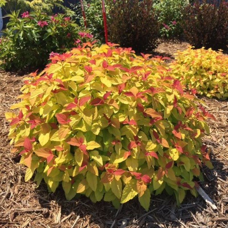 Spiraea japonica 'Firelight' - Spirée Firelight