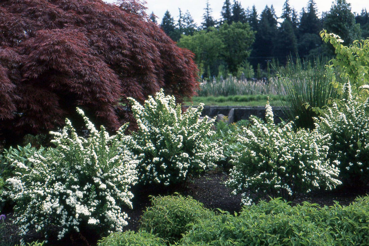 Spiraea 'Snowmound'