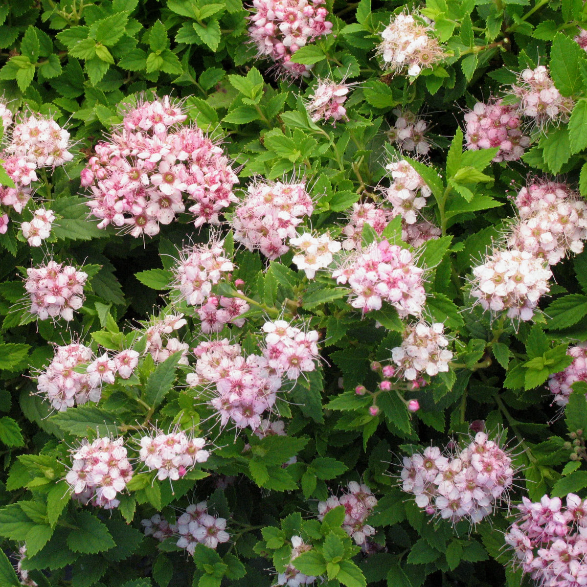 Spiraea bumalda 'Green Carpet' - spirée