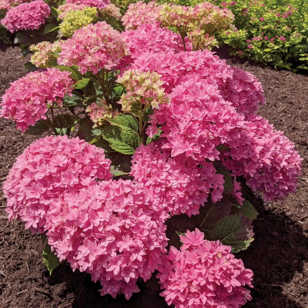 Hydrangea macrophylla Starfield – FleurExcel Inc.