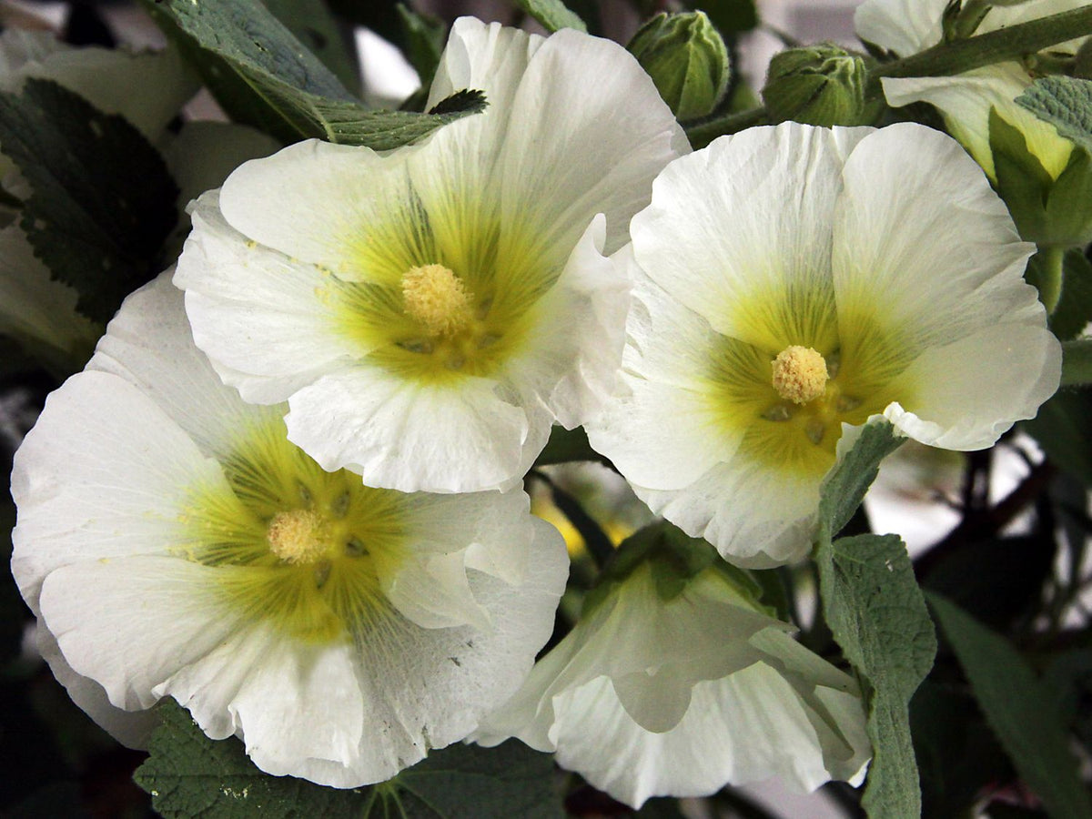 Alcea rosea 'Polarstar'