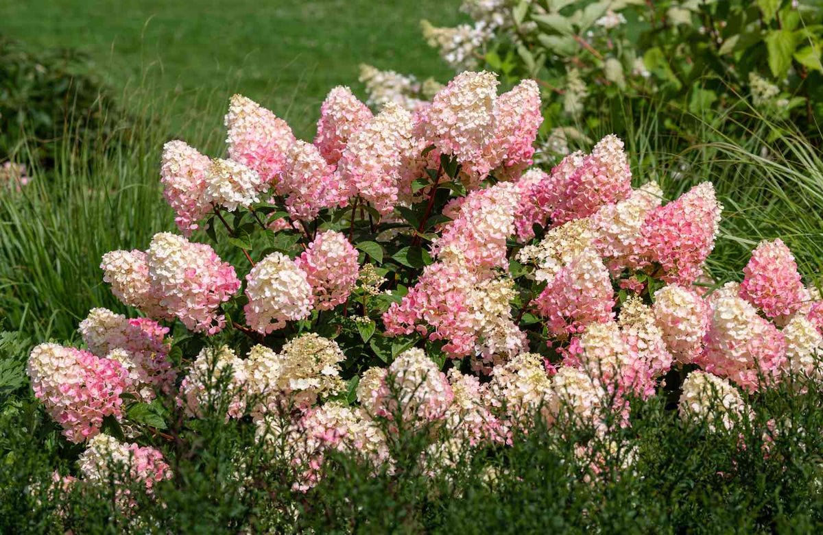 Hydrangea paniculata Strawberry Sundae