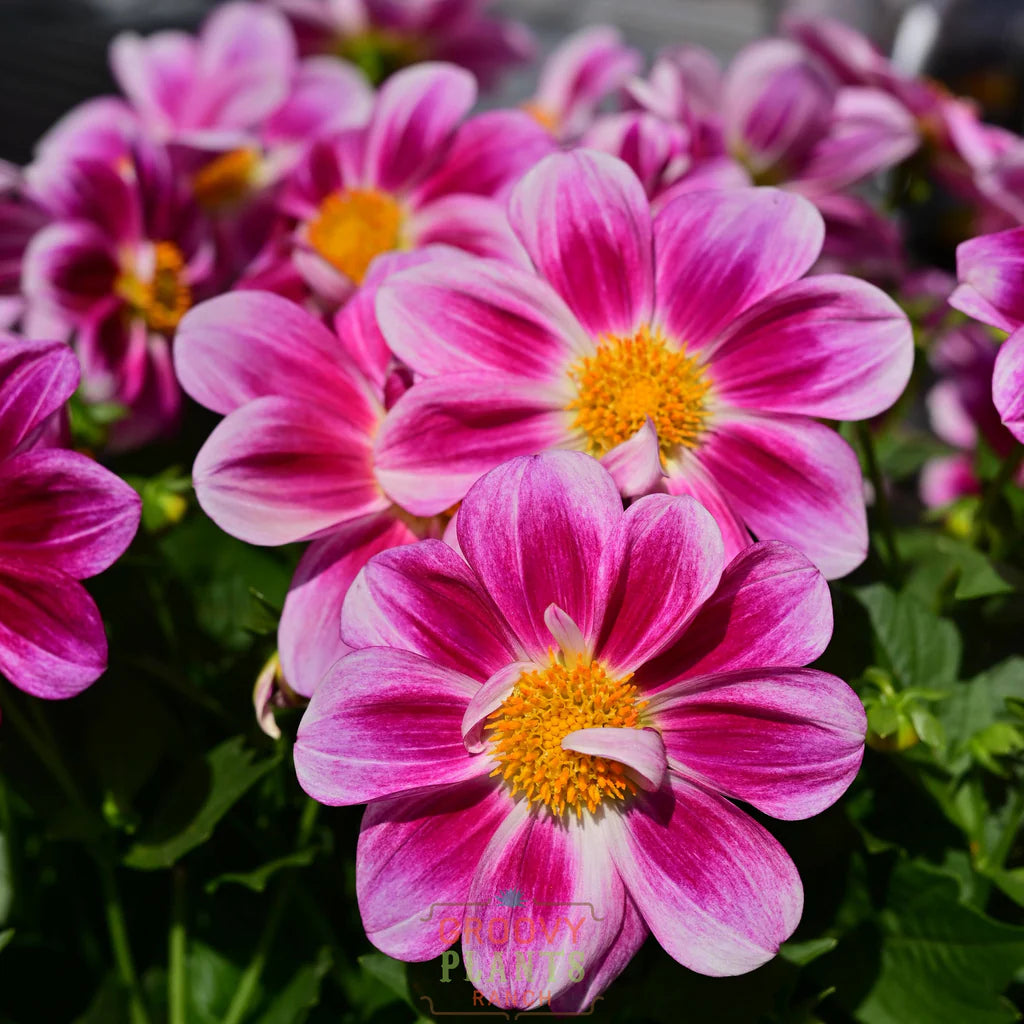 Dahlia Summer Bees 'Purple Bicolor'