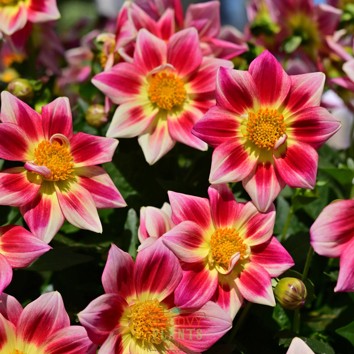 Dahlia Summer Bees 'Red Bicolor'