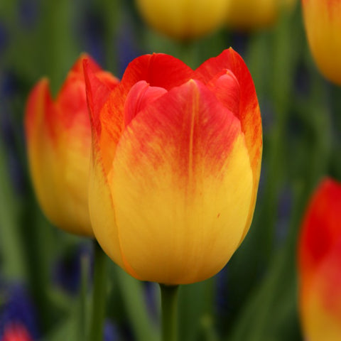 Bulbe d'automne - tulipe Suncatcher
