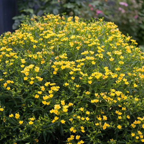 Hypericum 'Sunny Boulevard'