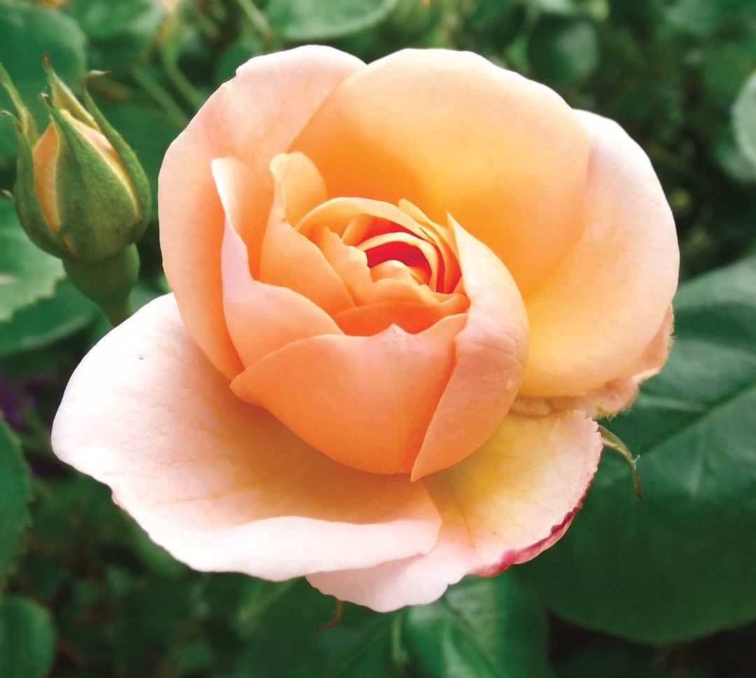 Rosa 'Chinook Sunrise' - Rosier