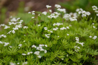 Galium Odorata