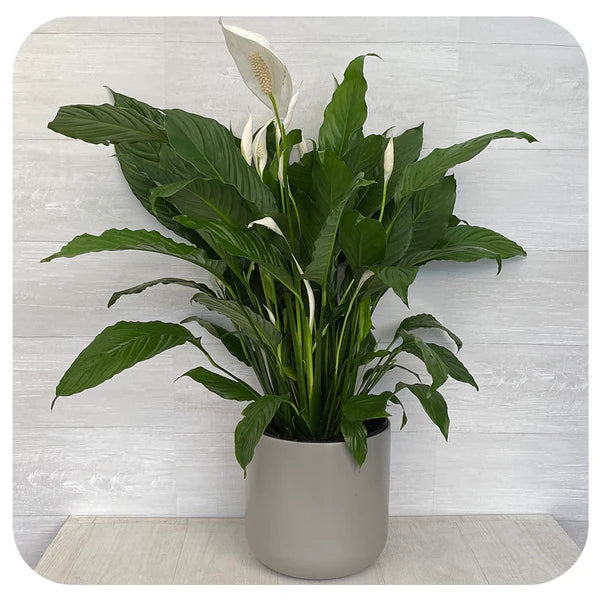 Spathiphyllum Sweet Pablo