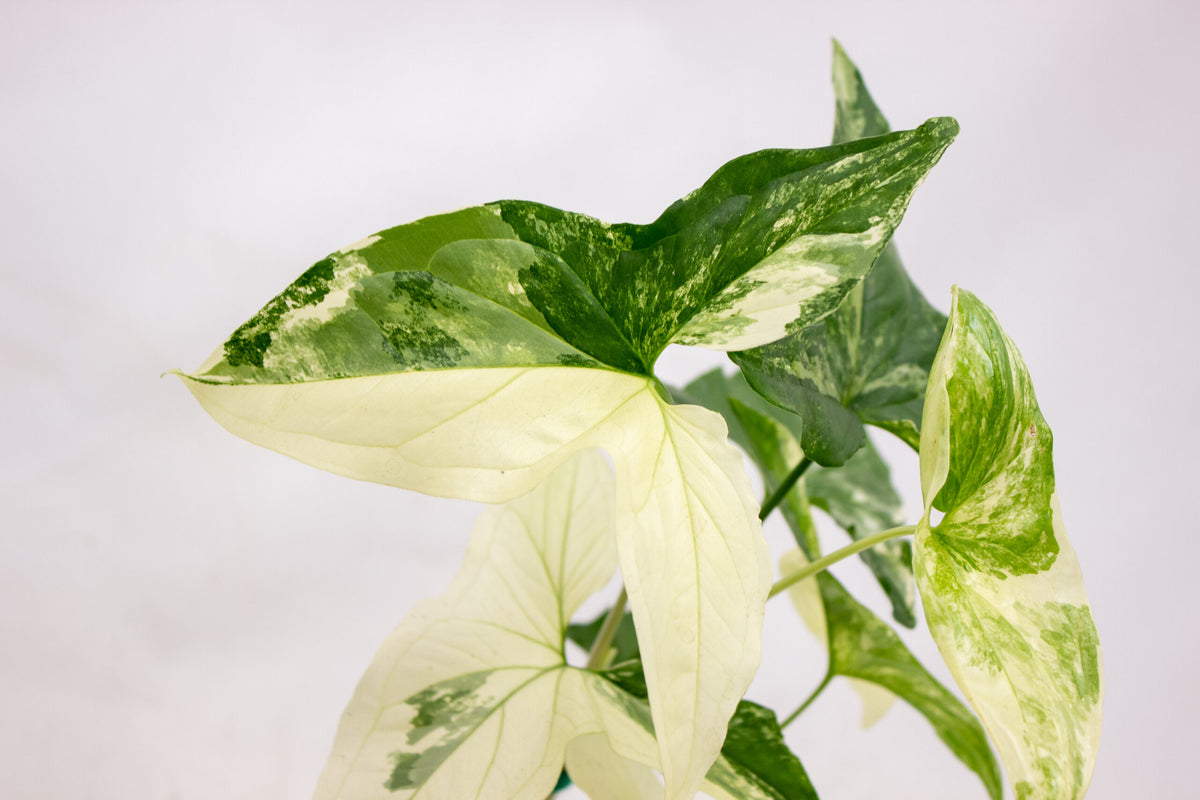 Syngonium podophyllum Albo