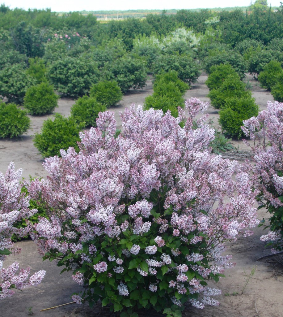 Syringa patula 'Cinderella'