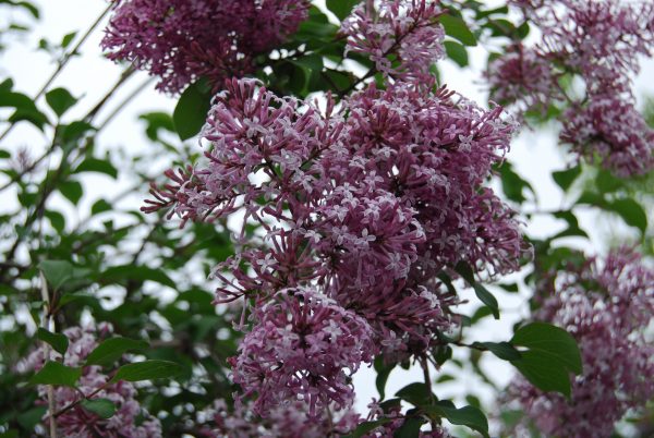 Syringa juliana 'Hers' - lilas