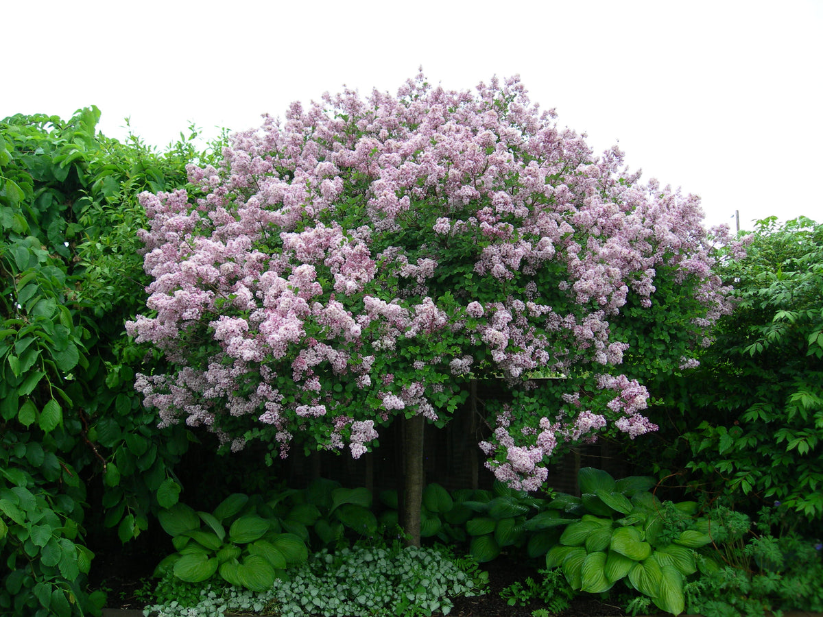 Syringa meyeri Palibin - LILAS