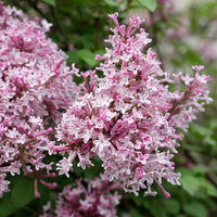 Syringa henryi "Julia"