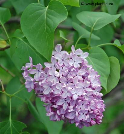 Syringa vulgaris - Lilas