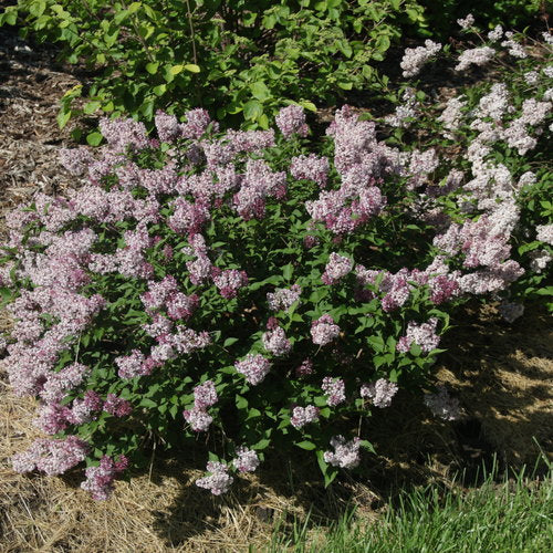 Syringa Baby Kim - Lilas