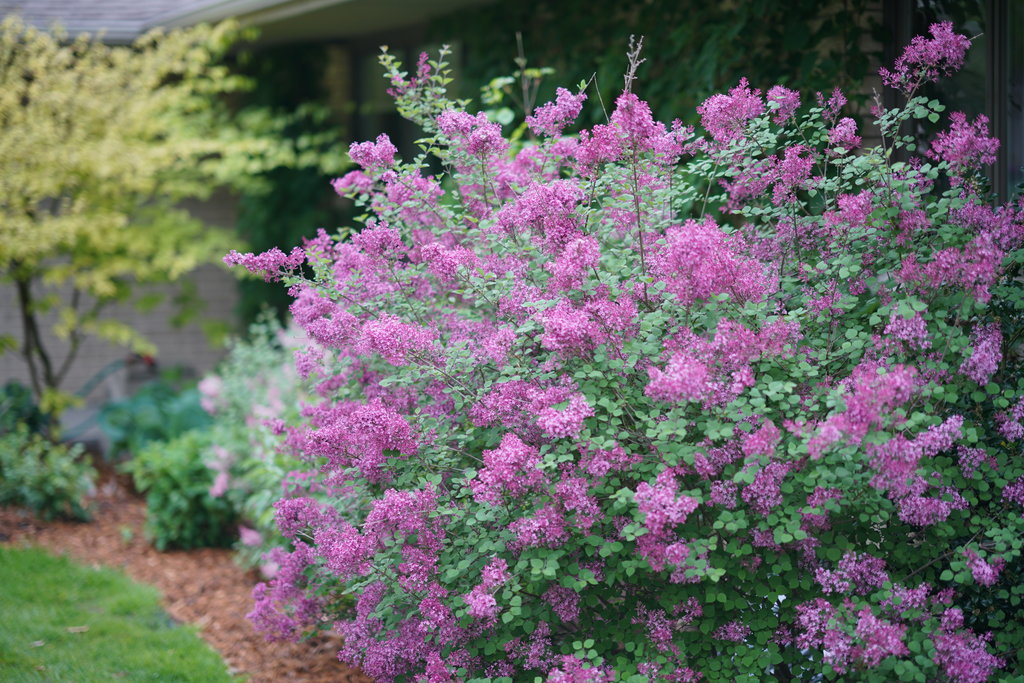 Syringa Bloomerang Dark Purple - LILAS