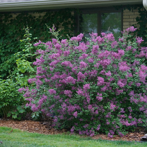 Syringa 'Bloomerang Dwarf Purple'- LILAS