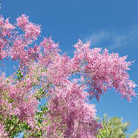 Tamarix ramosissima 'Pink Cascade'