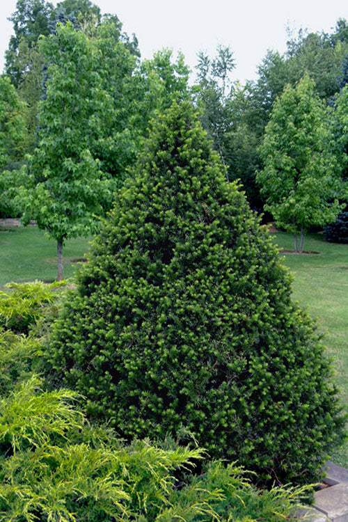 Taxus cuspidata 'Capitata'