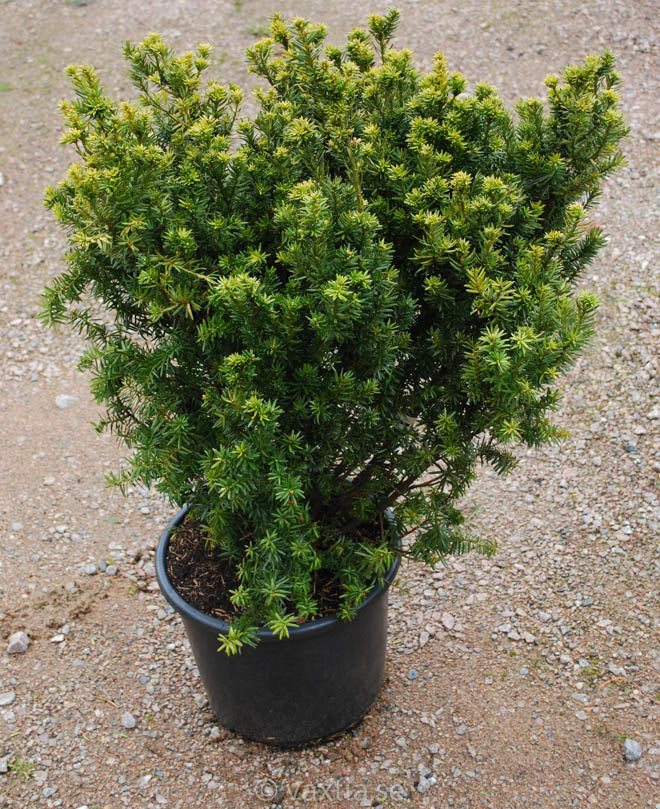 Taxus 'Nana' (cuspidata)