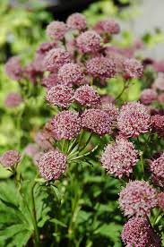 Astrantia 'Hadspen Blood'