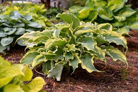 Hosta Shadowland® 'Love Story'