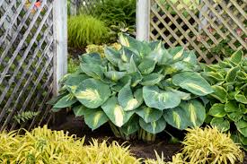 Hosta Shadowland® 'Hudson Bay'