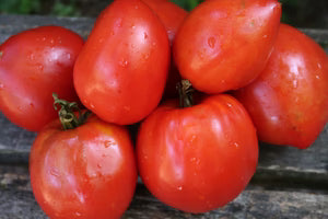 Seed - Tomato 'Teton de Venus' - Carryover Seeds