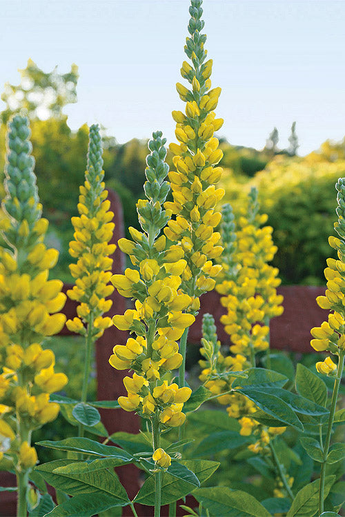 Thermopsis Villosa