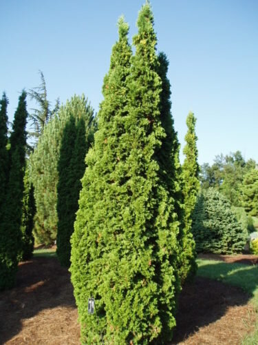 Thuya occidentalis 'Degroot's spire' - cèdre