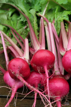 Seed - Turnip 'Scarlet Ohna Revival' - Portage Seeds