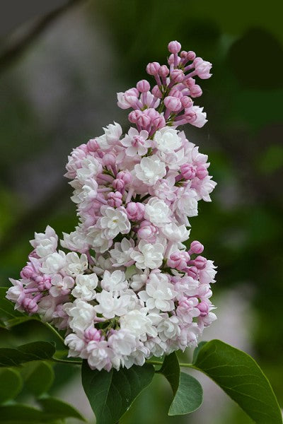 Syringa vulgaris 'Beauty of moscow' - Lilas