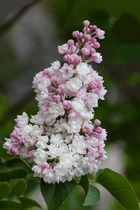 Syringa vulgaris 'Beauty of moscow' - Lilas