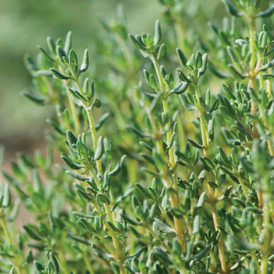 Thym en pot - fines herbes