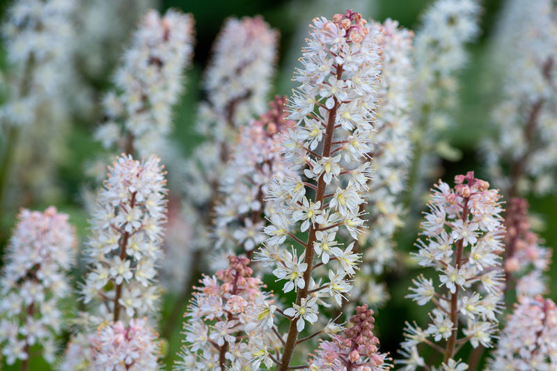 Tiarella cordifolia