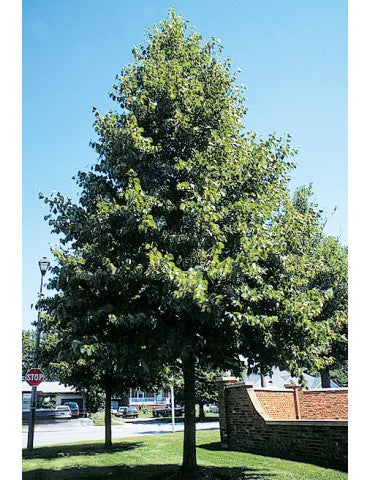 Tilia Americana Redmond