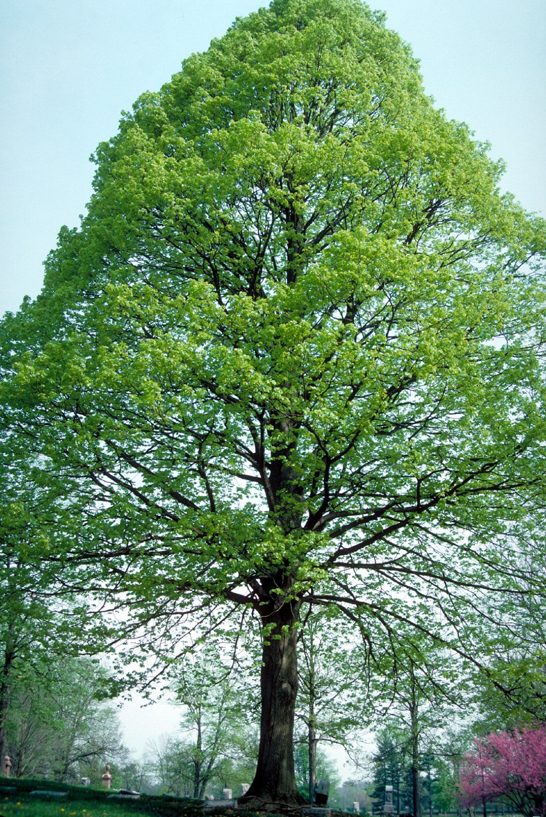 Tilia - Americana