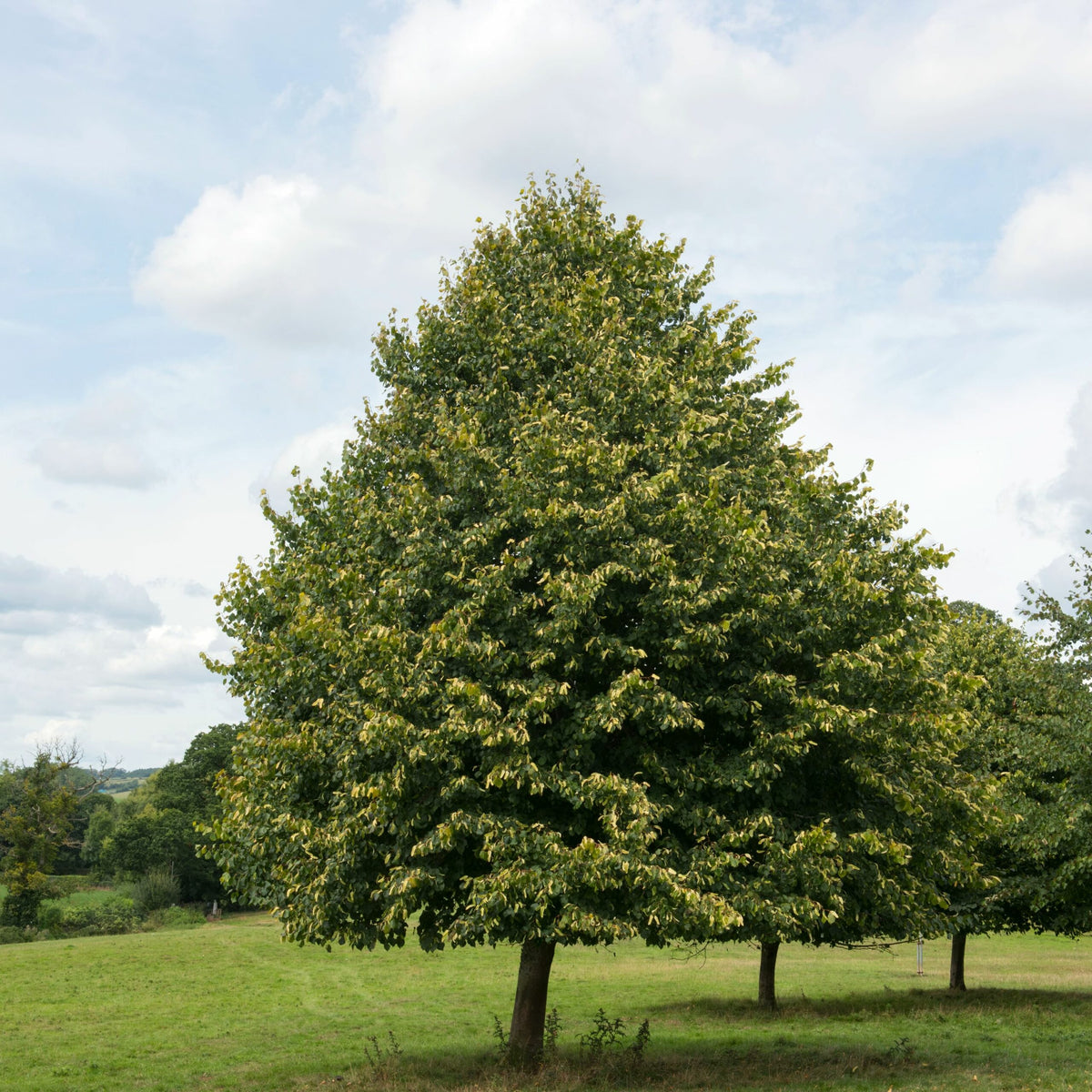 Tilia Cordata