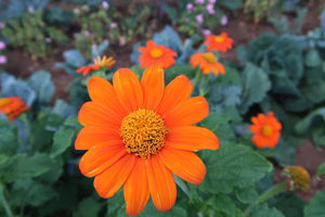 Seed - Tithonia - Portage seeds