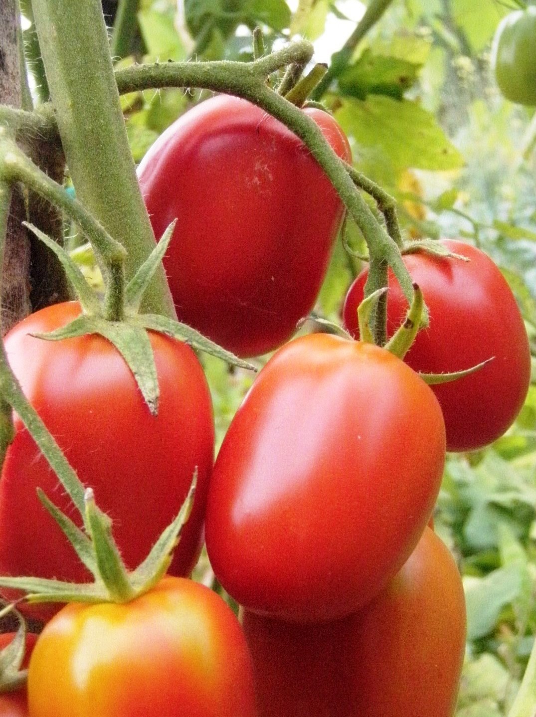 Sachet de semence - Tomates DeBarao – Le Potager ornemental de Catherine