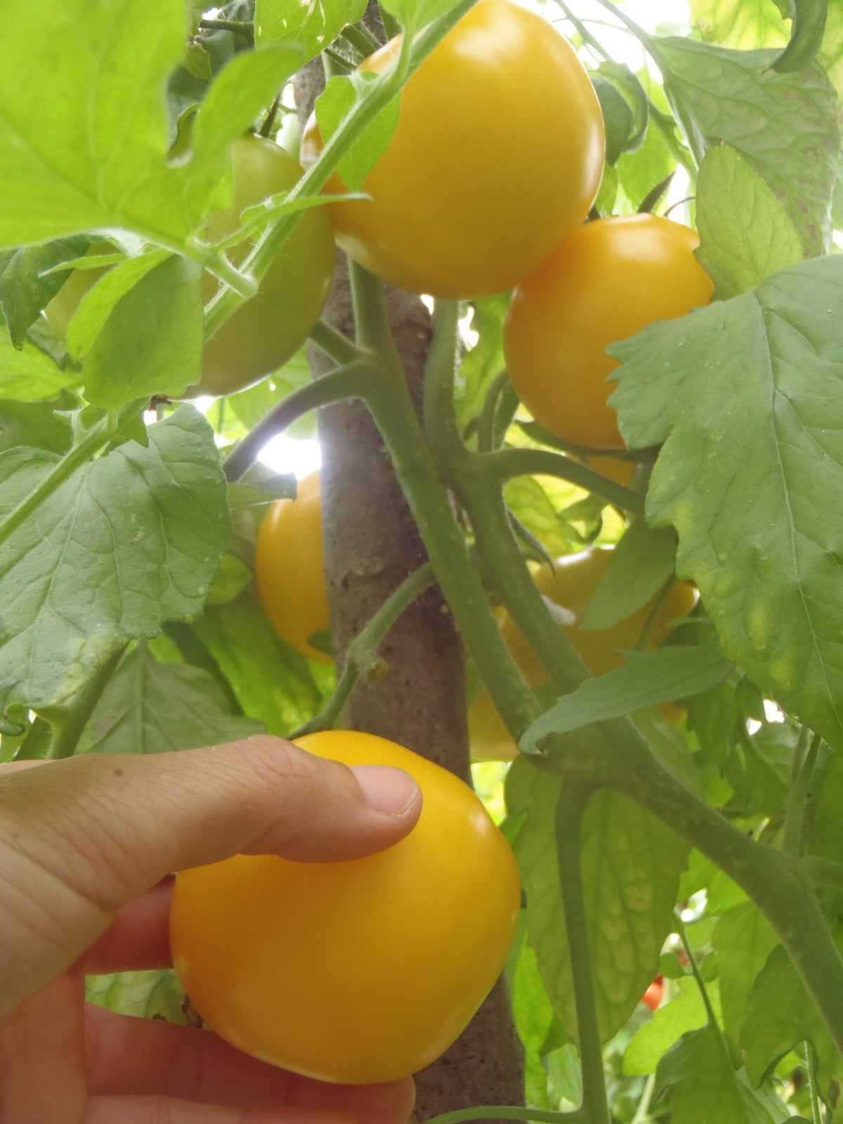 Sachet de semence - Tomates Taxi – Le Potager ornemental de Catherine