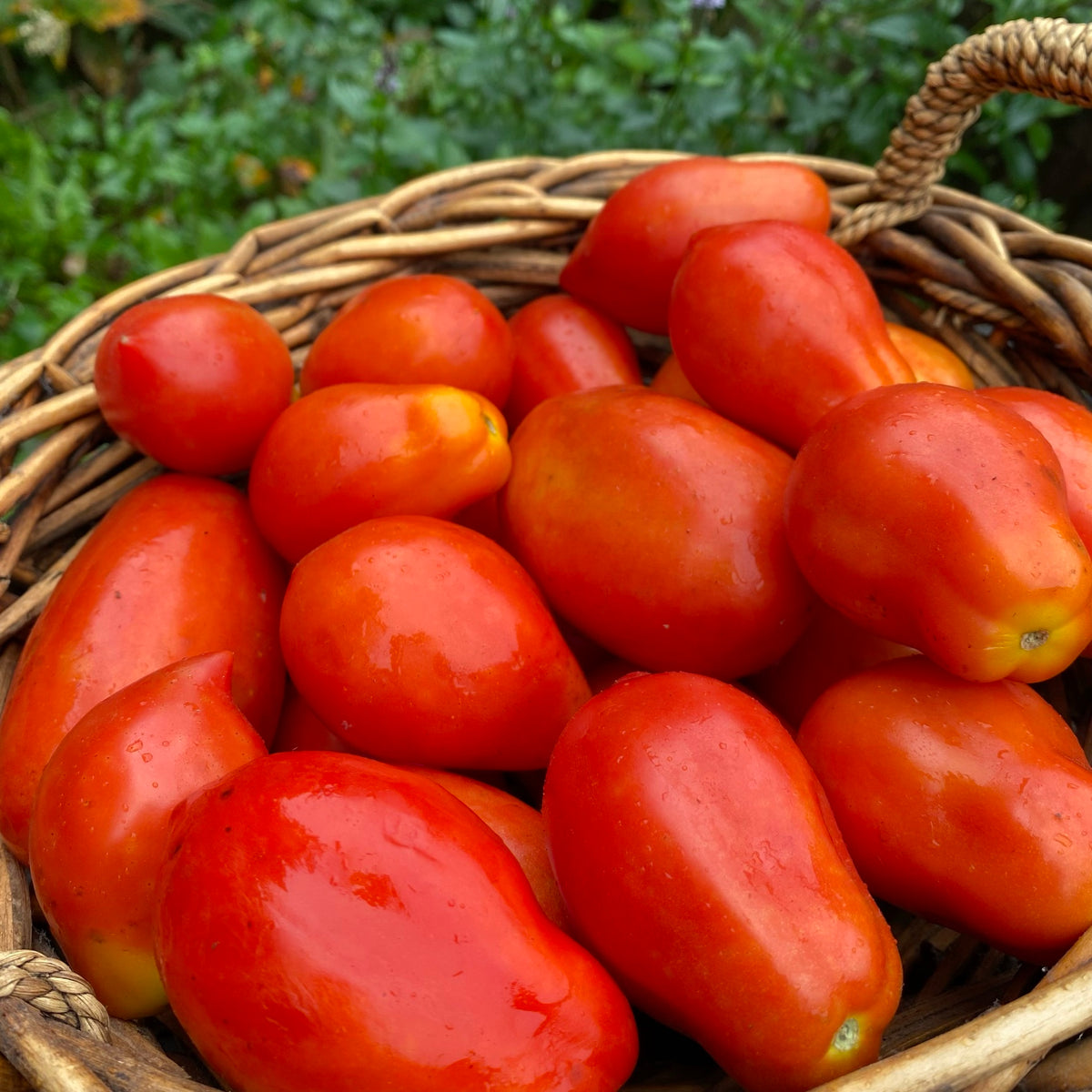 Sachet de semence BIO - Tomate en mélange italiennes - Ecoumene