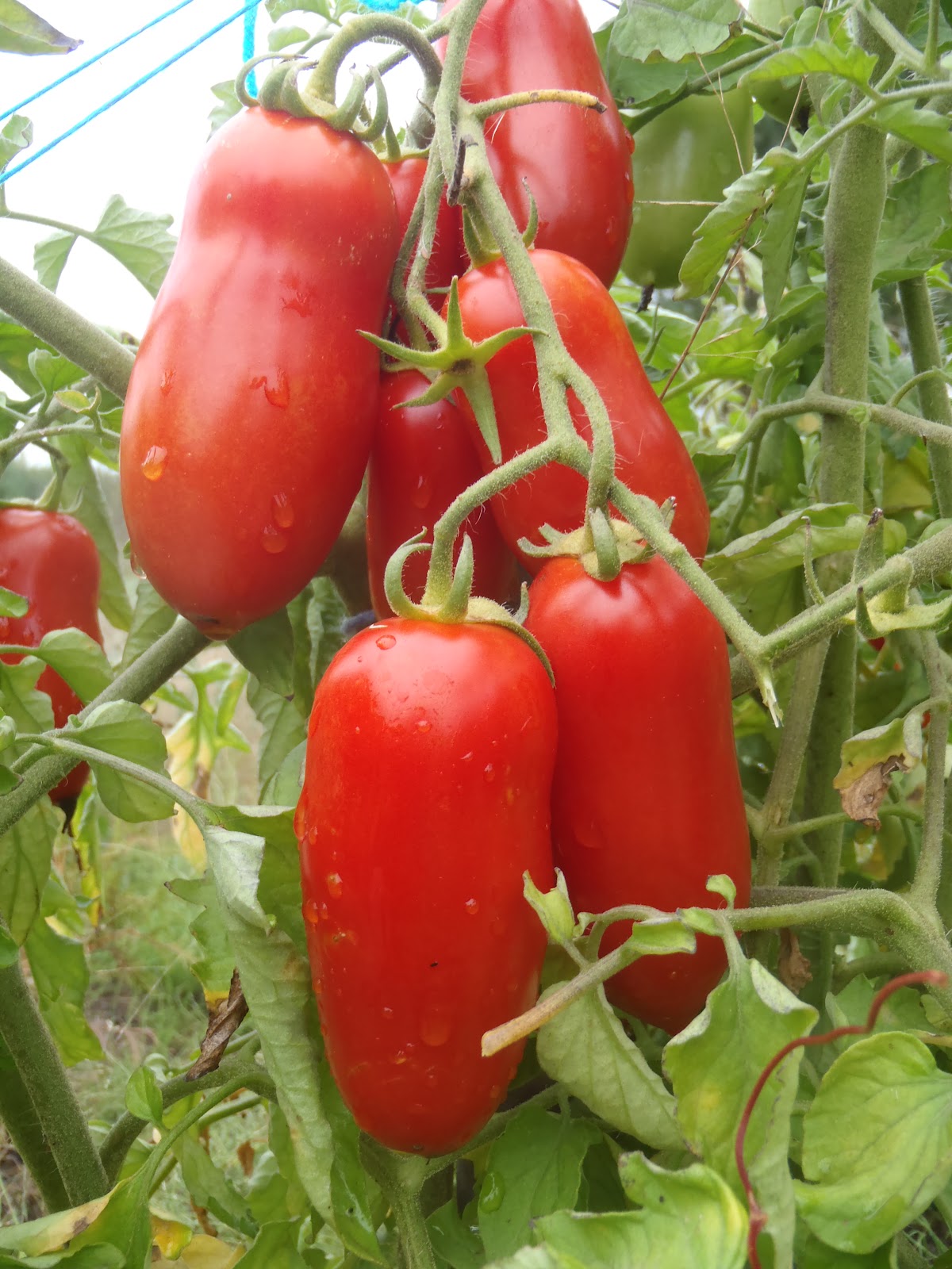 Sachet de semence - Tomates Oroma – Le Potager ornemental de Catherine