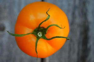 Seed - Tomato 'Jubilee Yellow' - Portage Seeds