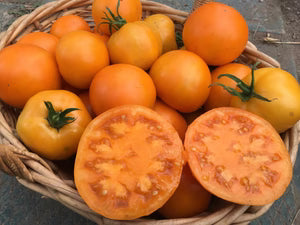 Semence - Tomate 'Orange Ananas' - Semences du portage