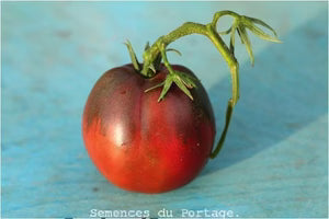 Semence - Tomate 'Blue Mountain' - Semences du portage